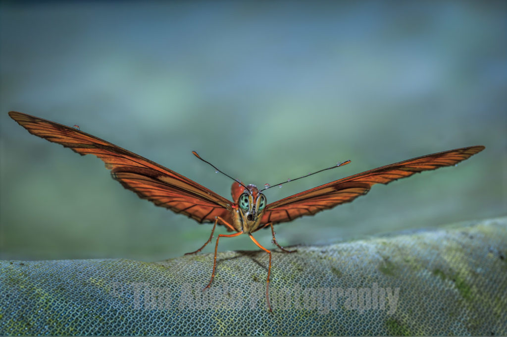 Julia Butterfly 2 by Tim Abeln Photography and Digital Art Prints. Beautiful wall decoration for your home and office.