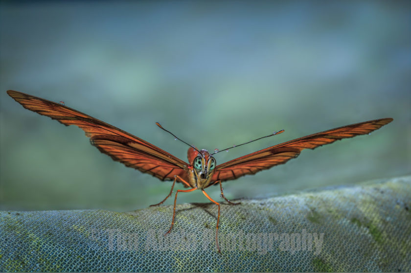 New work available – Julia Butterfly 2