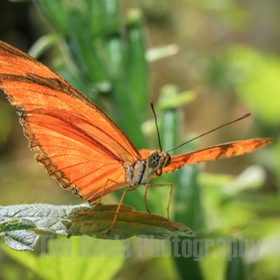 Julia Butterfly by Tim Abeln Photography and Digital Art Prints. Beautiful wall decoration for your home and office.